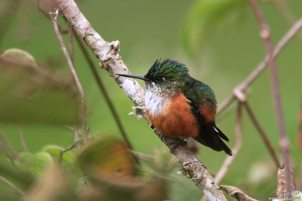 Violet-tailed Sylph female adult