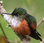 Violet-tailed Sylph