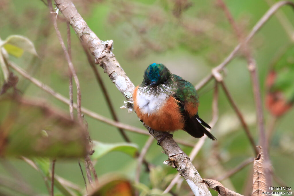 Violet-tailed Sylph female adult