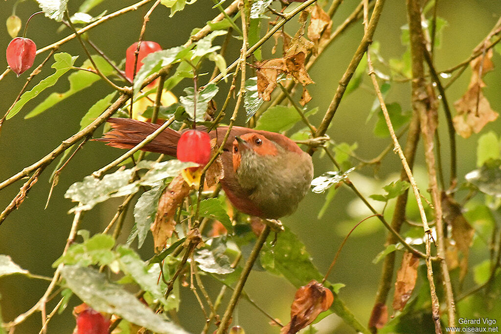 Red-faced Spinetailadult