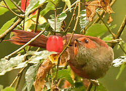 Red-faced Spinetail