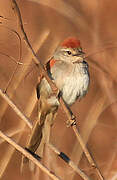 Sooty-fronted Spinetail