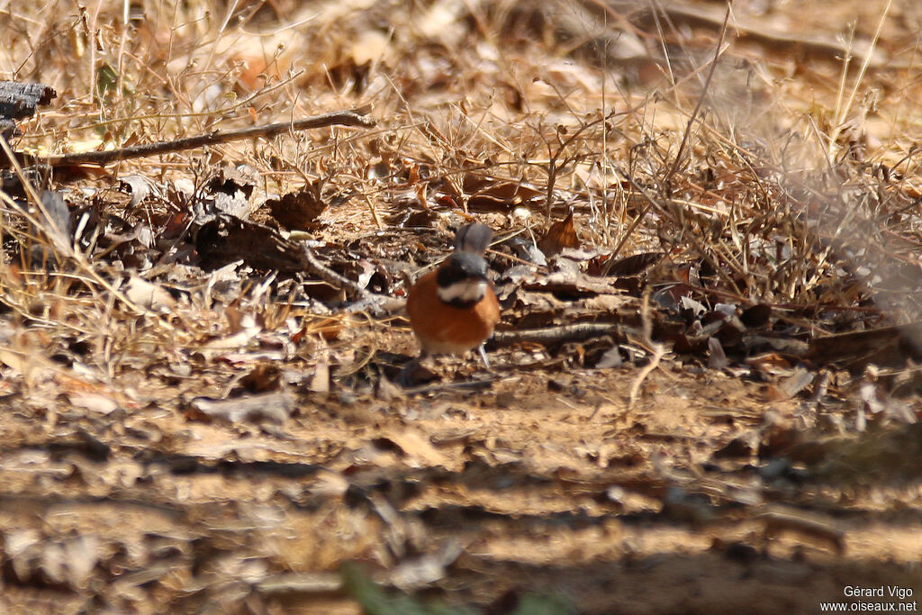 White-whiskered Spinetailadult