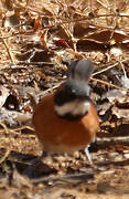 White-whiskered Spinetail