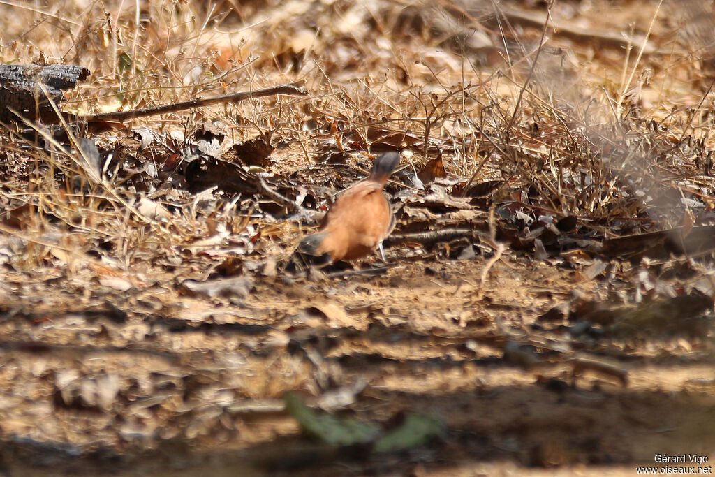 White-whiskered Spinetailadult