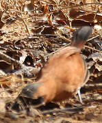 White-whiskered Spinetail