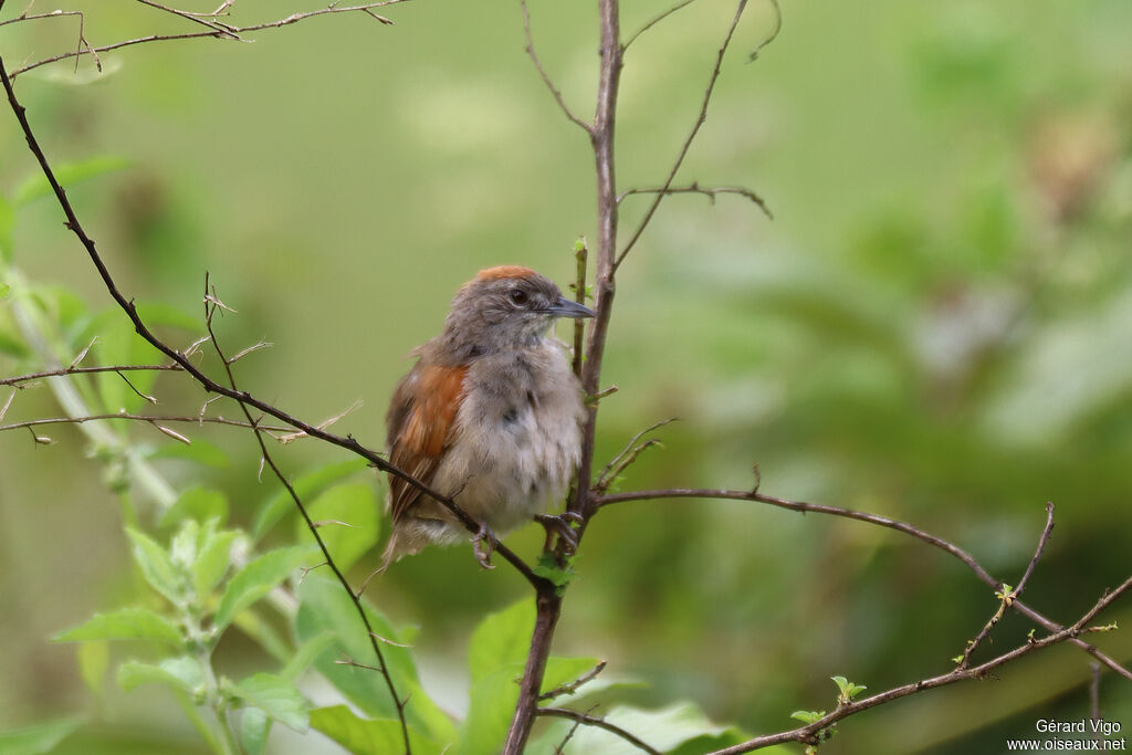 Pale-breasted Spinetailadult