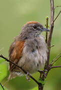 Pale-breasted Spinetail