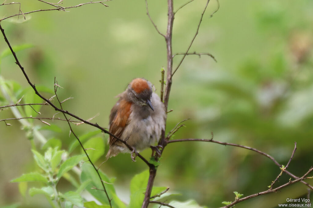 Pale-breasted Spinetailadult