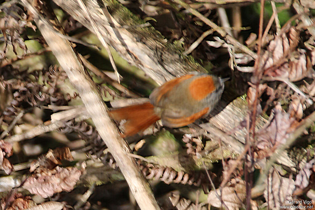 Azara's Spinetailadult