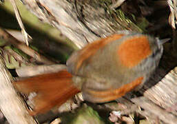 Azara's Spinetail