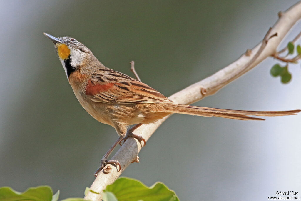 Chotoy Spinetailadult