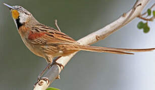 Chotoy Spinetail