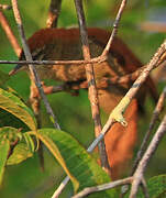 Rusty-backed Spinetail