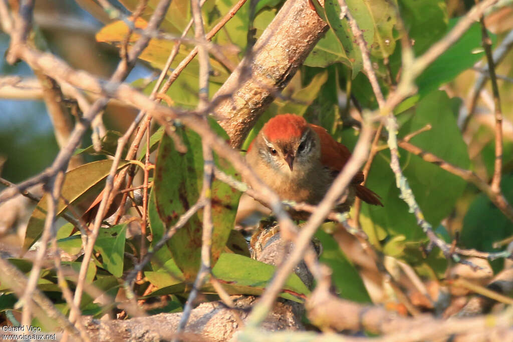 Rusty-backed Spinetailadult, close-up portrait