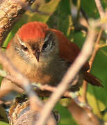 Rusty-backed Spinetail