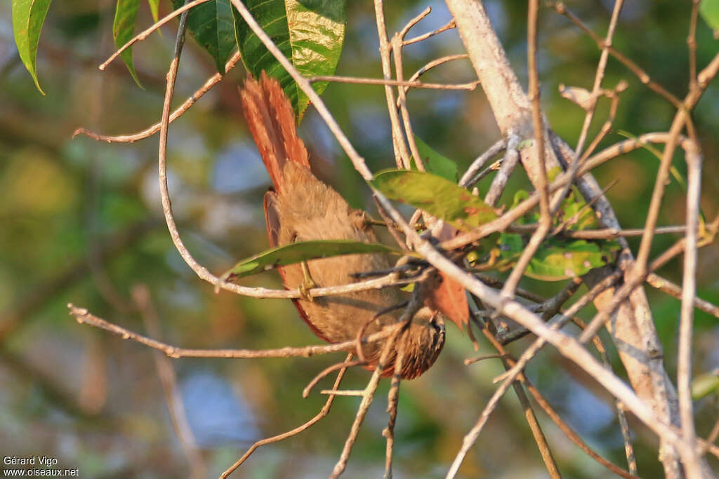 Rusty-backed Spinetailadult, fishing/hunting, Behaviour