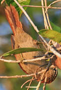 Rusty-backed Spinetail