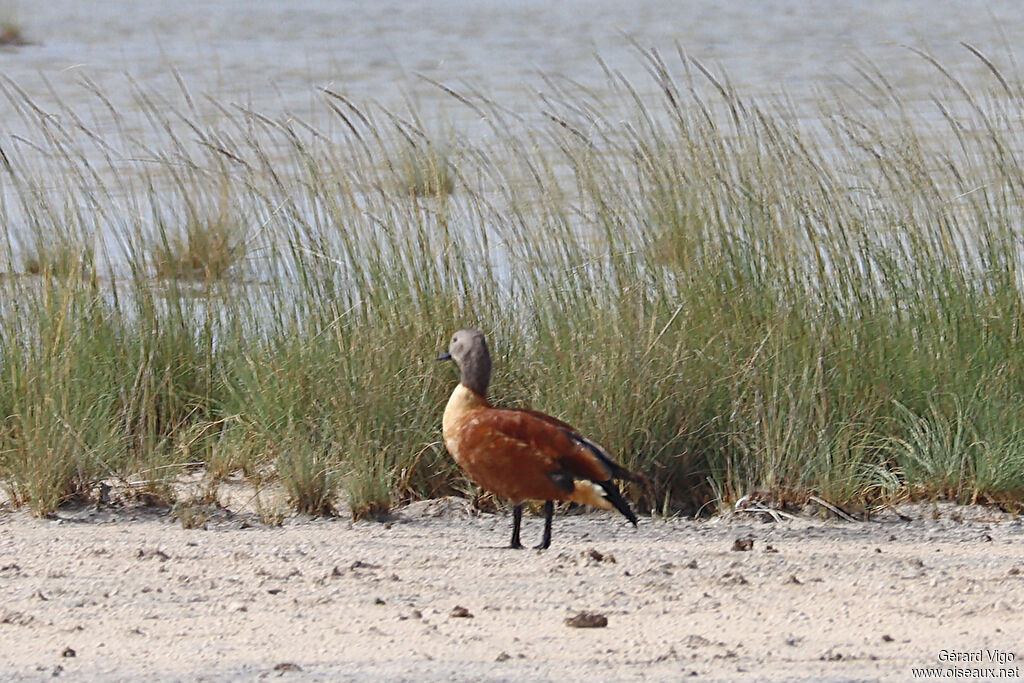 South African Shelduck