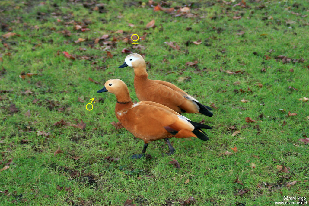 Ruddy Shelduck adult