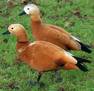 Ruddy Shelduck