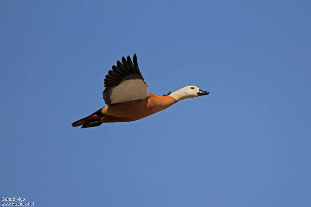 Ruddy Shelduck male adult breeding, Flight