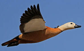 Ruddy Shelduck