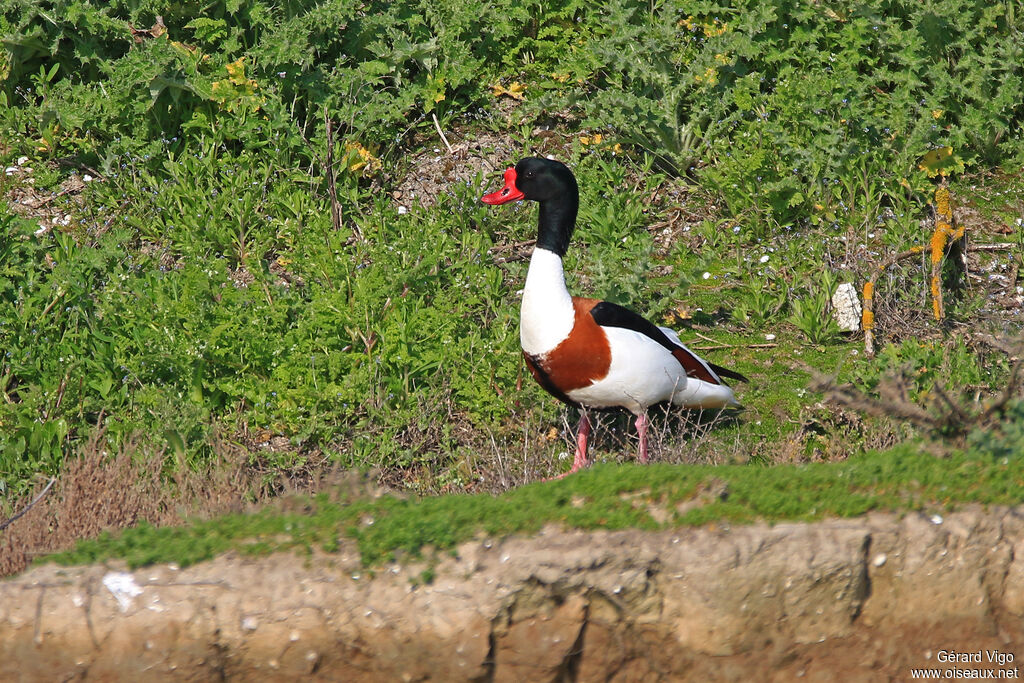 Common Shelduck male adult breeding