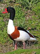 Common Shelduck