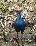 Grey-headed Swamphen