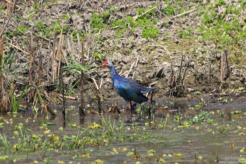 Grey-headed Swamphenadult