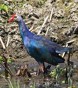 Grey-headed Swamphen