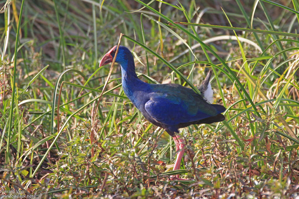 African Swamphenadult, identification