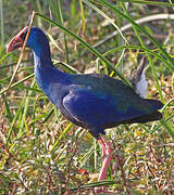 African Swamphen