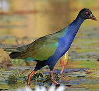 Allen's Gallinule