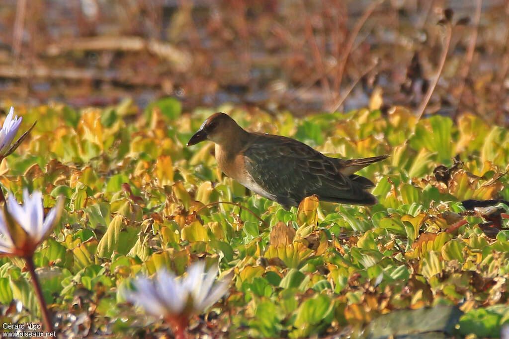 Allen's Gallinulejuvenile, habitat, pigmentation