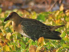 Allen's Gallinule