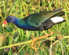 Purple Gallinule