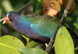 Purple Gallinule