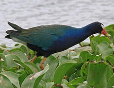 Purple Gallinule