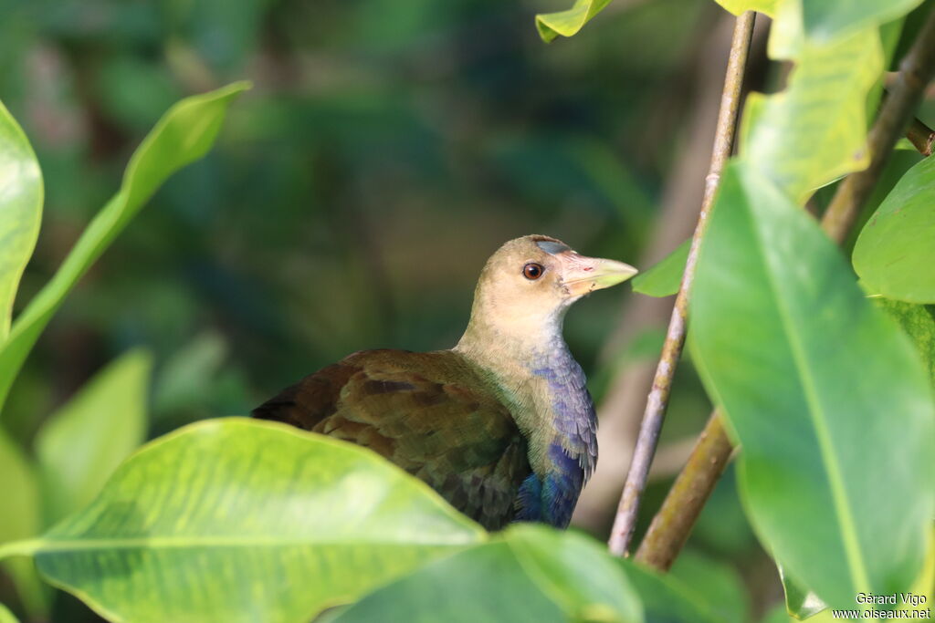 Talève violacéeimmature