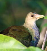 Purple Gallinule