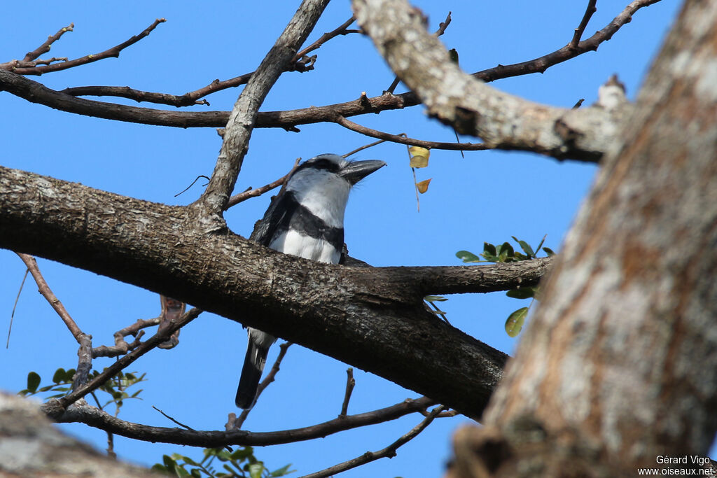 White-necked Puffbirdadult