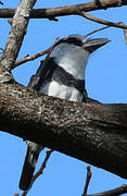 White-necked Puffbird