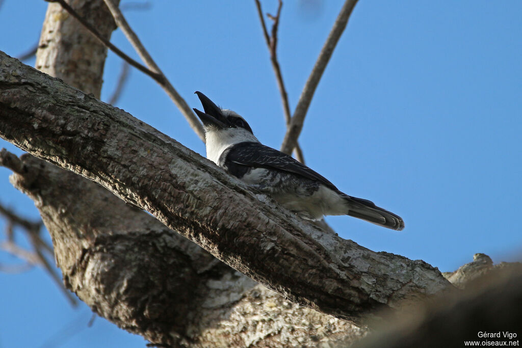 White-necked Puffbirdadult