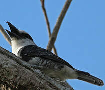 White-necked Puffbird