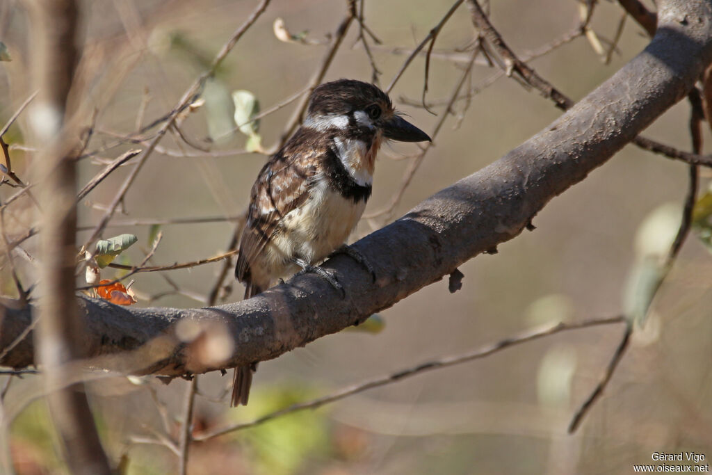 Russet-throated Puffbirdadult