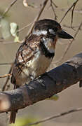 Russet-throated Puffbird