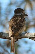 Russet-throated Puffbird