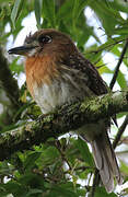 Moustached Puffbird